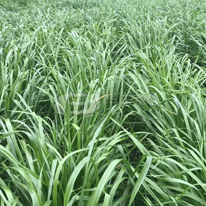 多年生黑麥草