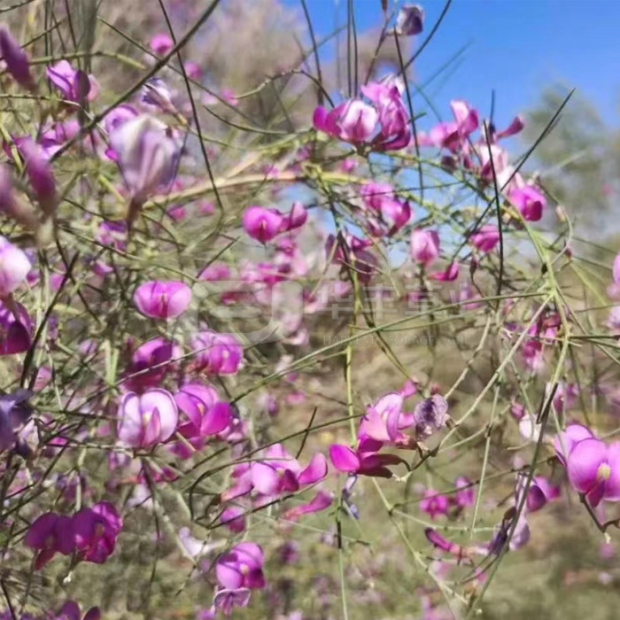 花棒