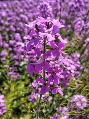 藍(lán)香芥