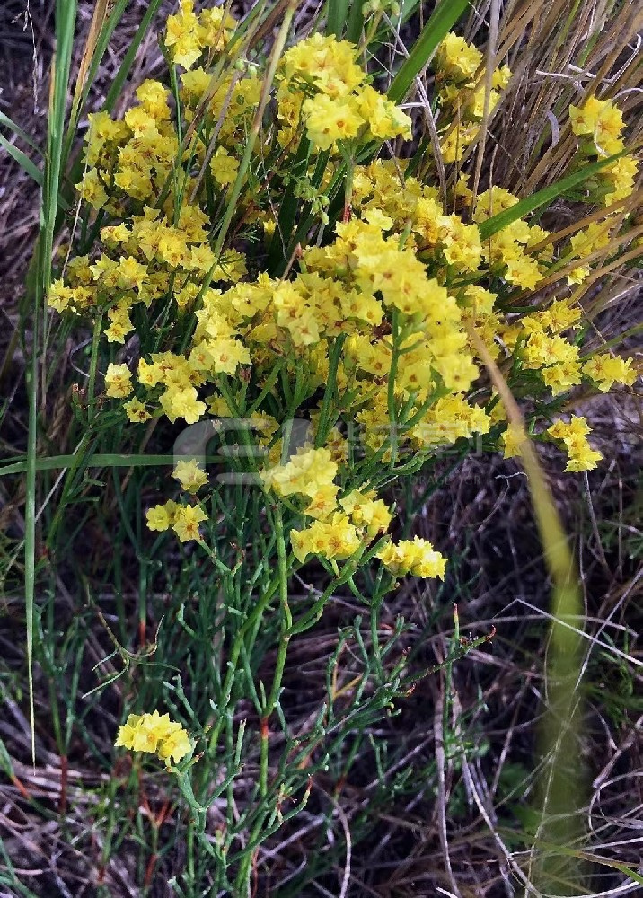 黃花補血草