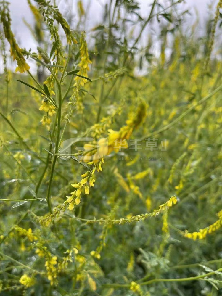 草木樨