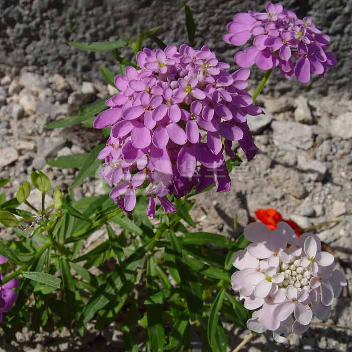 蜂室花